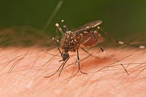 Mosquito image credit to JJ Harrison (jjharrison89@facebook.com)